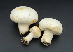 Mushrooms white