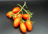 Datterino Tomaten rot