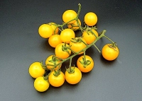 Cherry Tomatoes / Kilo