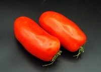 San Marzano Tomaten groß