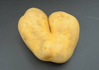 Potatoes floury / Kilo
