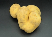Potatoes floury / Kilo