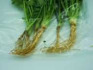 Thai Cilantro with roots 100g