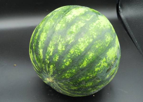 Wassermelone Mini per Kilo - zum Schließen ins Bild klicken