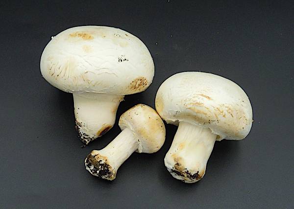 Mushrooms white - Click Image to Close