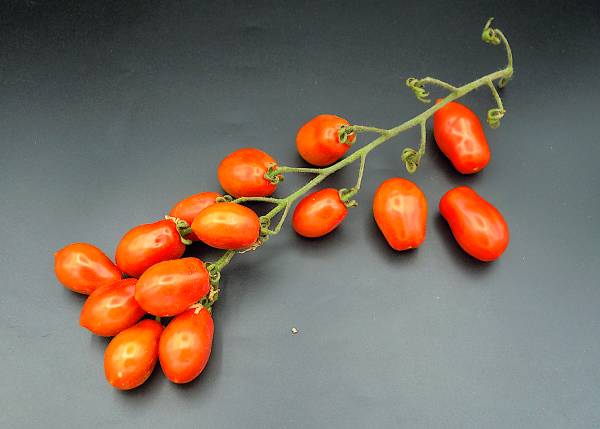 Red Datterino Tomatoes / Kilo - Click Image to Close