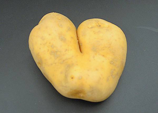 Kartoffel neue mehlig 10kg - zum Schließen ins Bild klicken