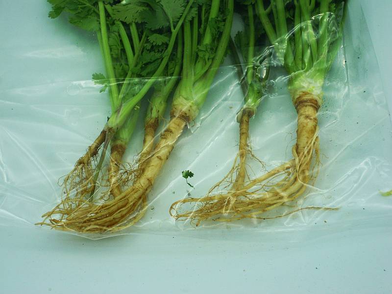 Thai Cilantro with roots 100g - Click Image to Close